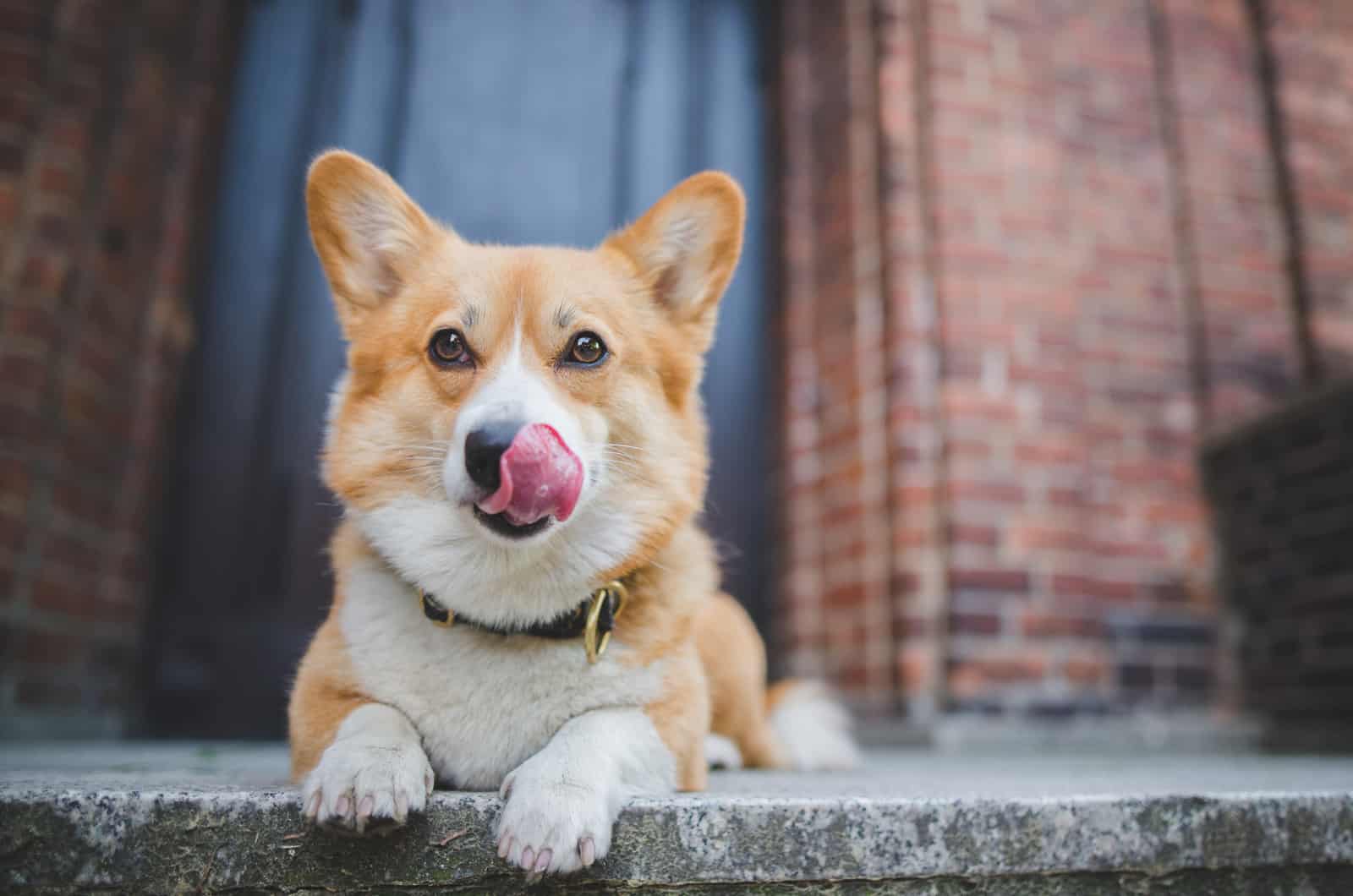 cute corgi sitting