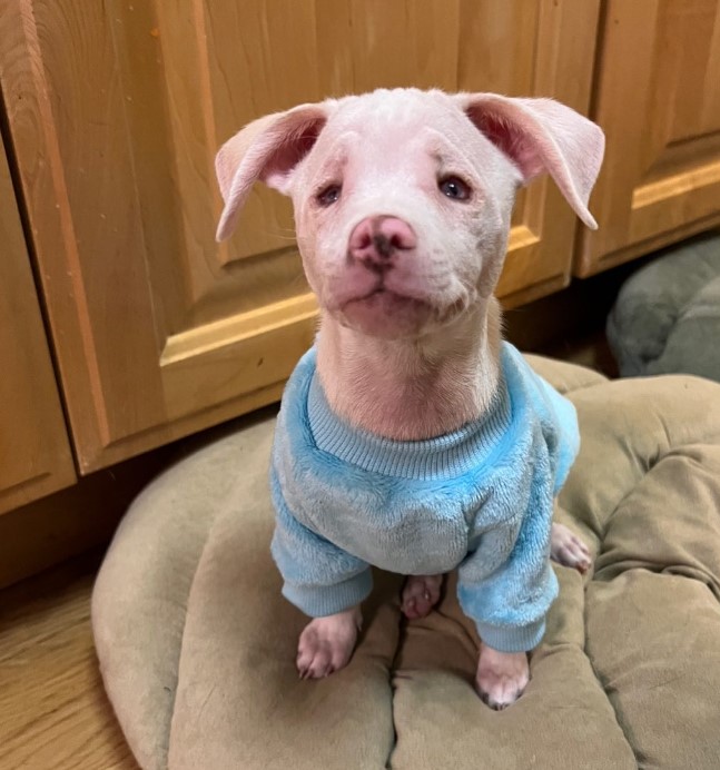 cute deaf and blind puppy sitting on a pillow