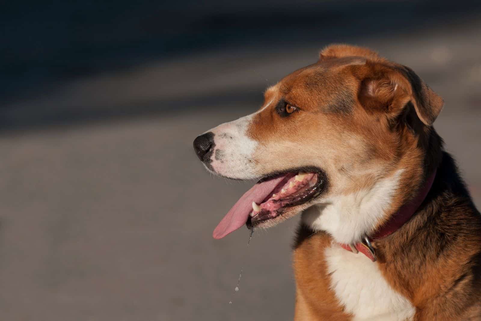 cute dog drooling in sideview standing outdoors