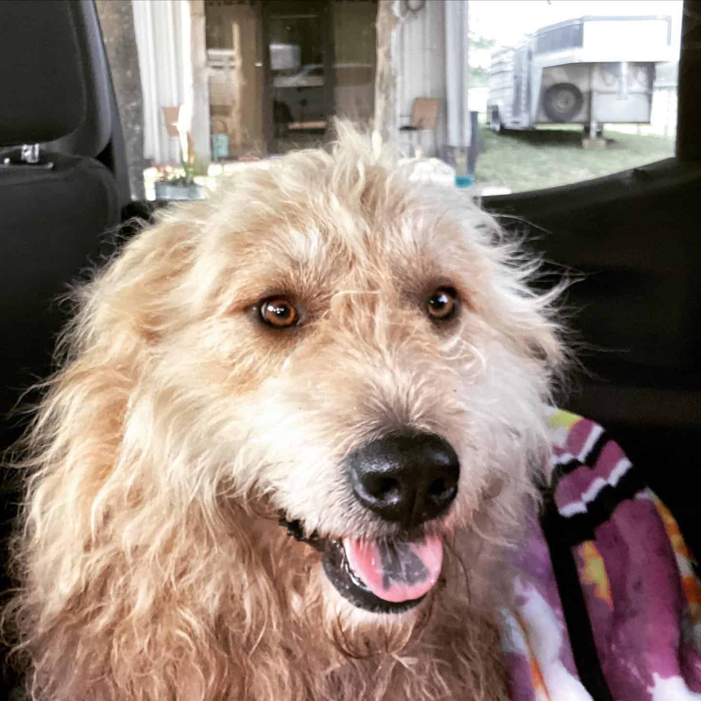 cute dog in a car