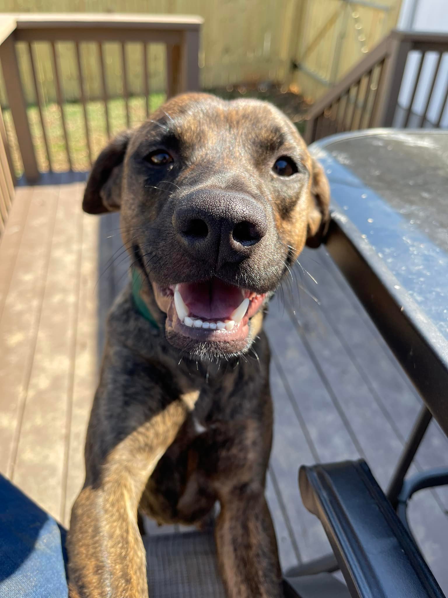 cute dog on the porch standing