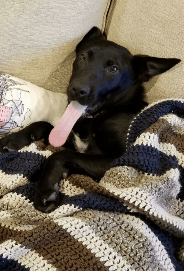 cute dog with his tongue out