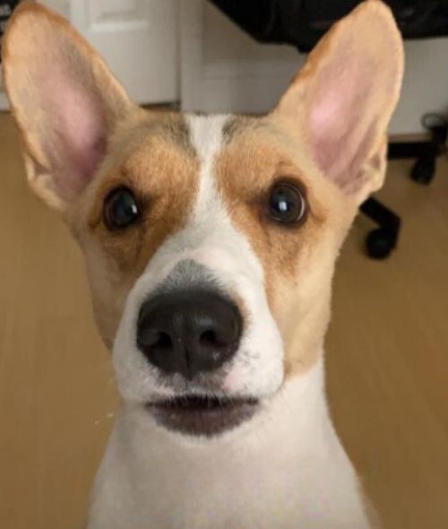 cute dog with long ears