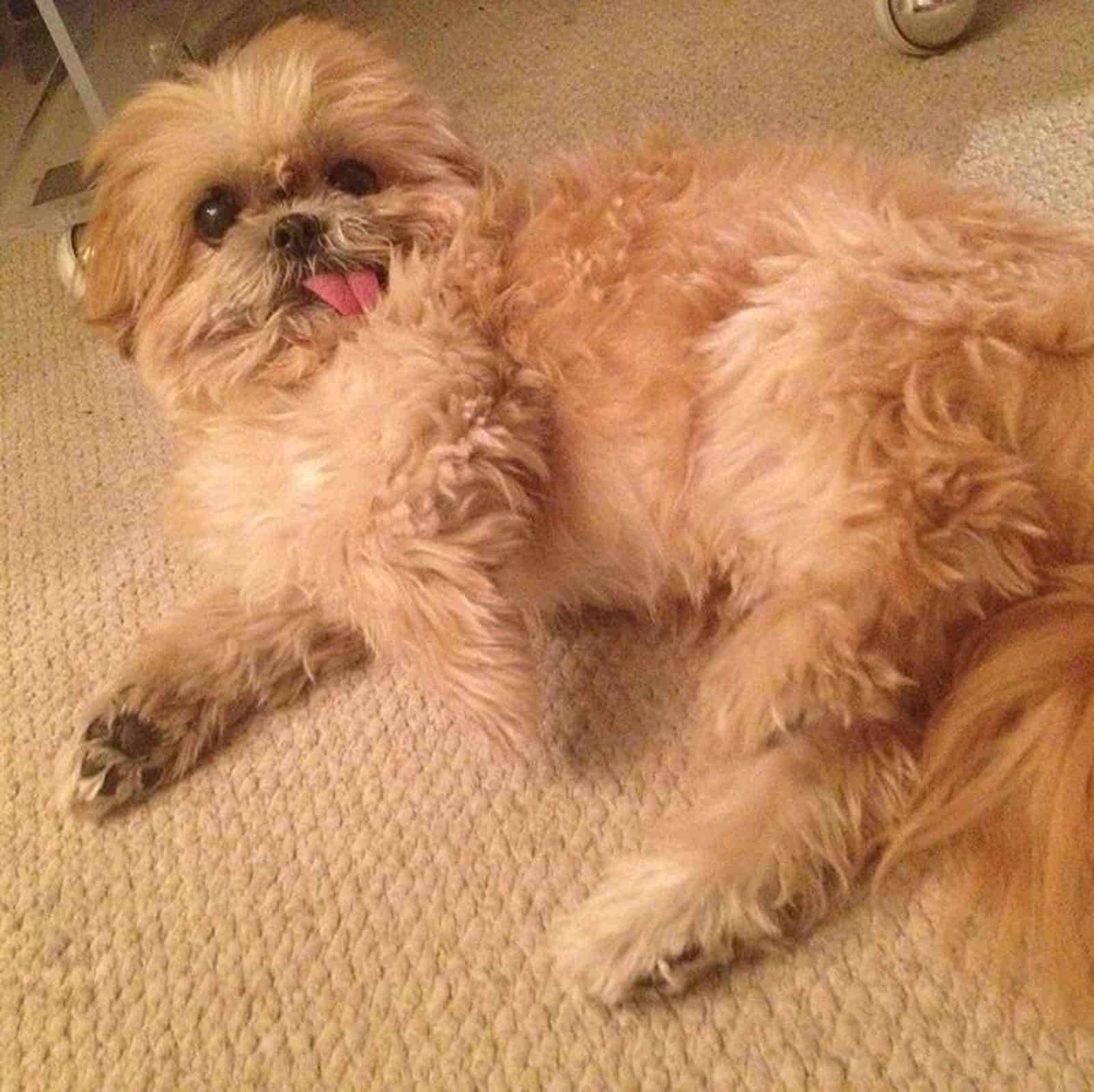 cute fluffy dog lying on the carpet