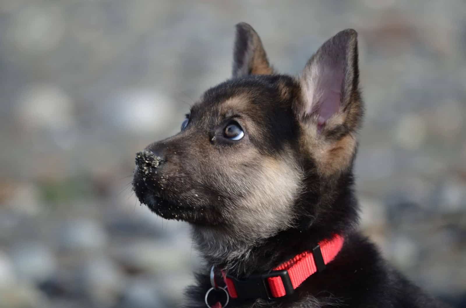 cute german shepherd puppy with red collar