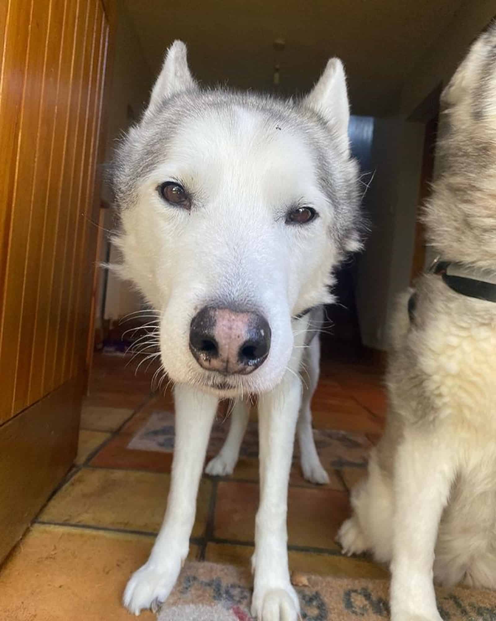 cute husky looking into camera