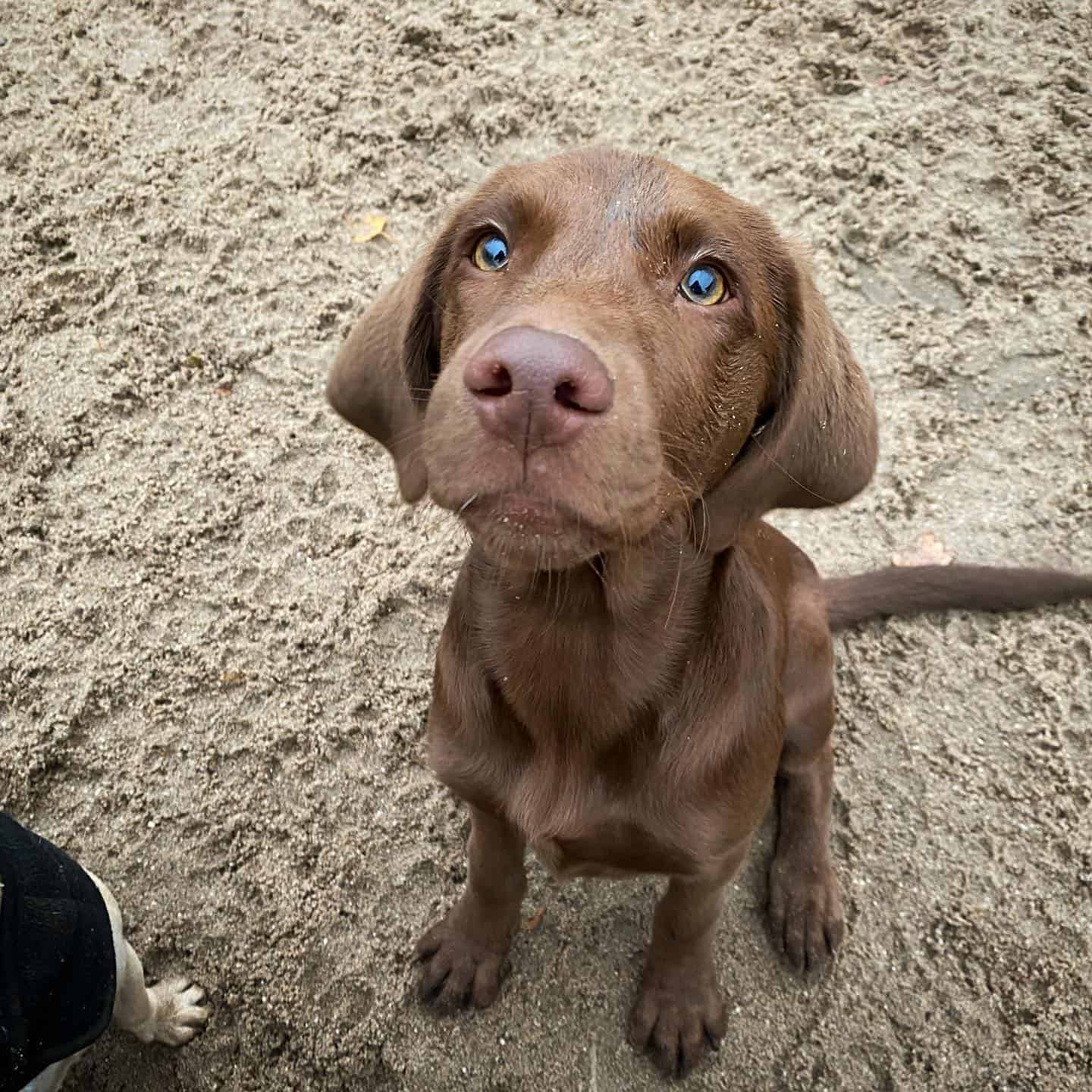 cute Labmaraner with blue eyes