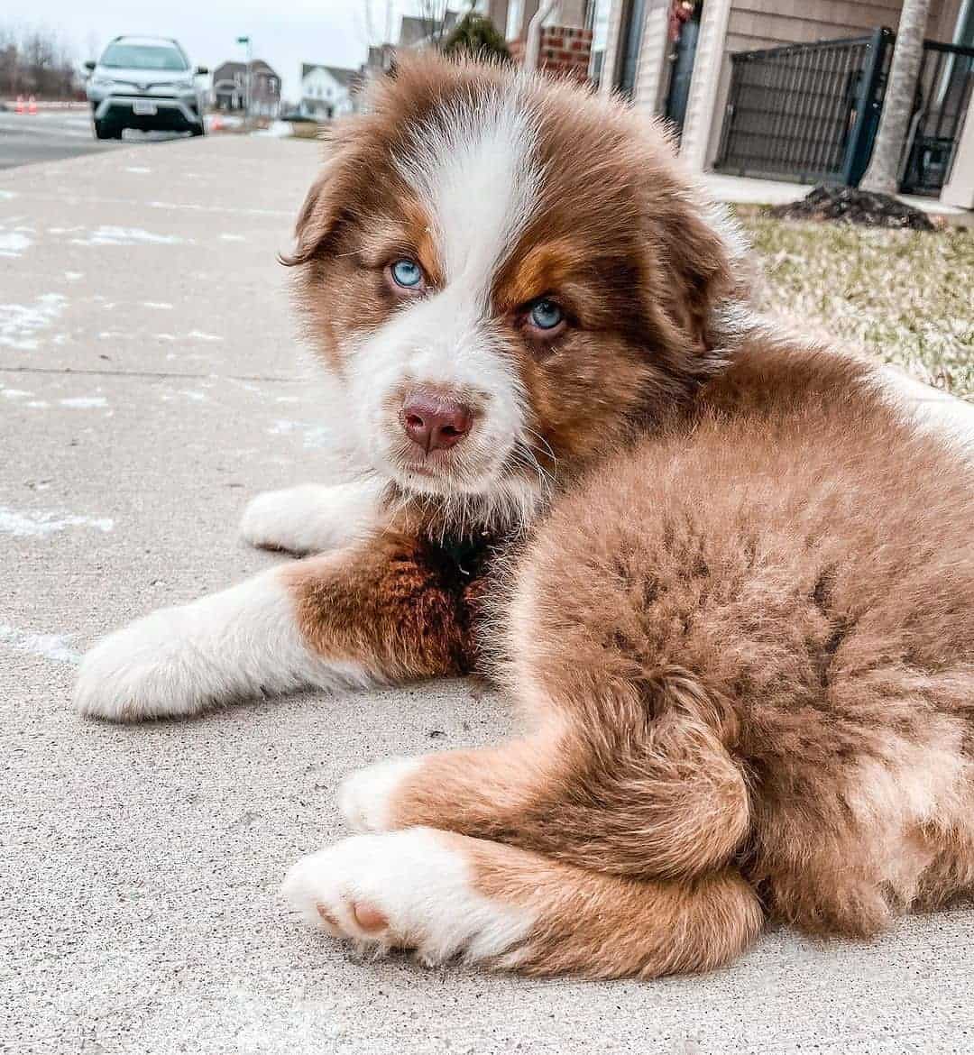 cute little puppy with blue eyes