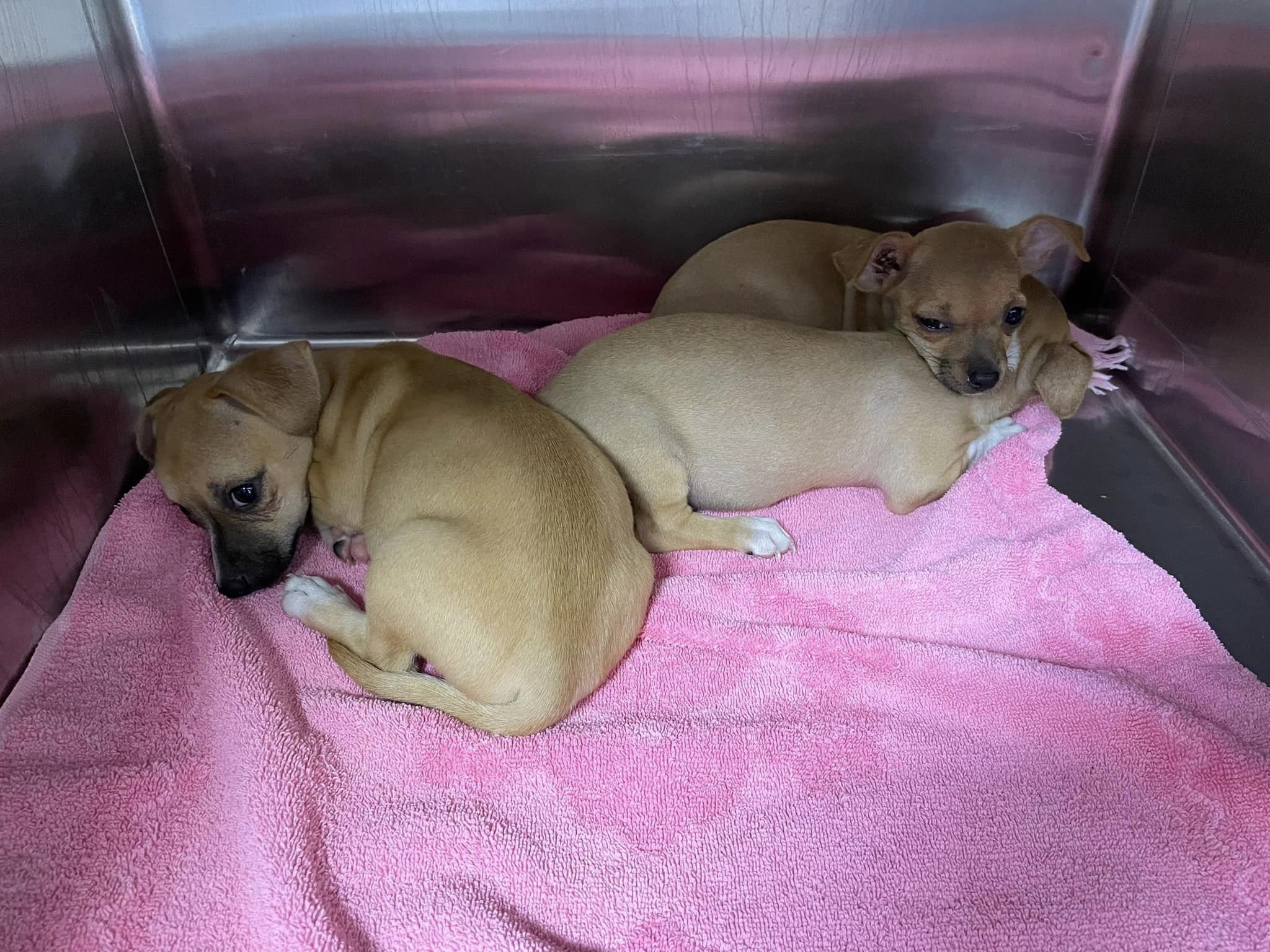 cute puppies on the pink blanket