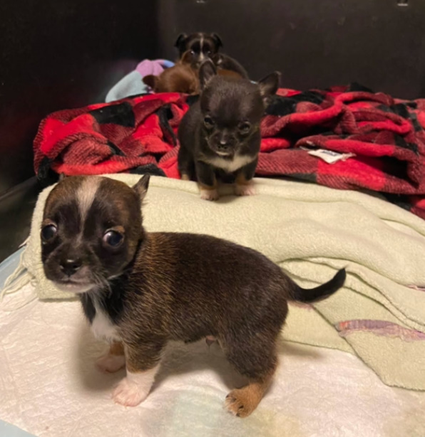 cute puppies playing on a bed