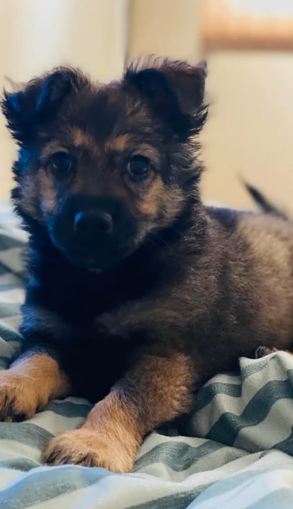 cute puppy laying down