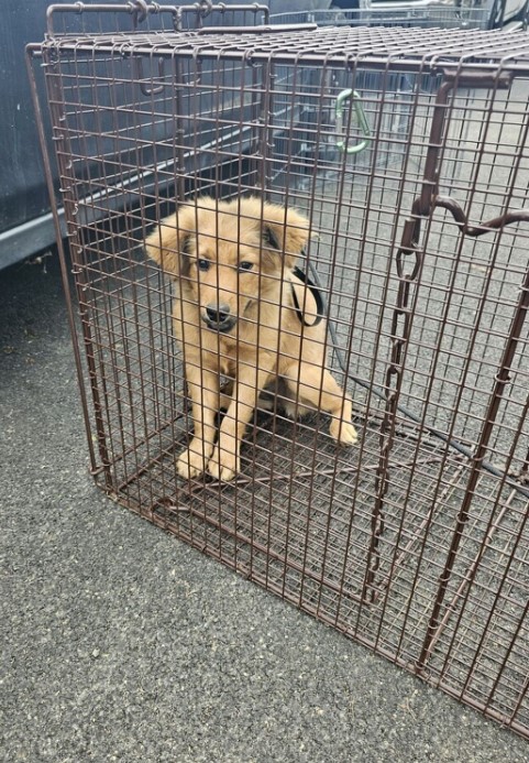 cute puppy sitting in a cage