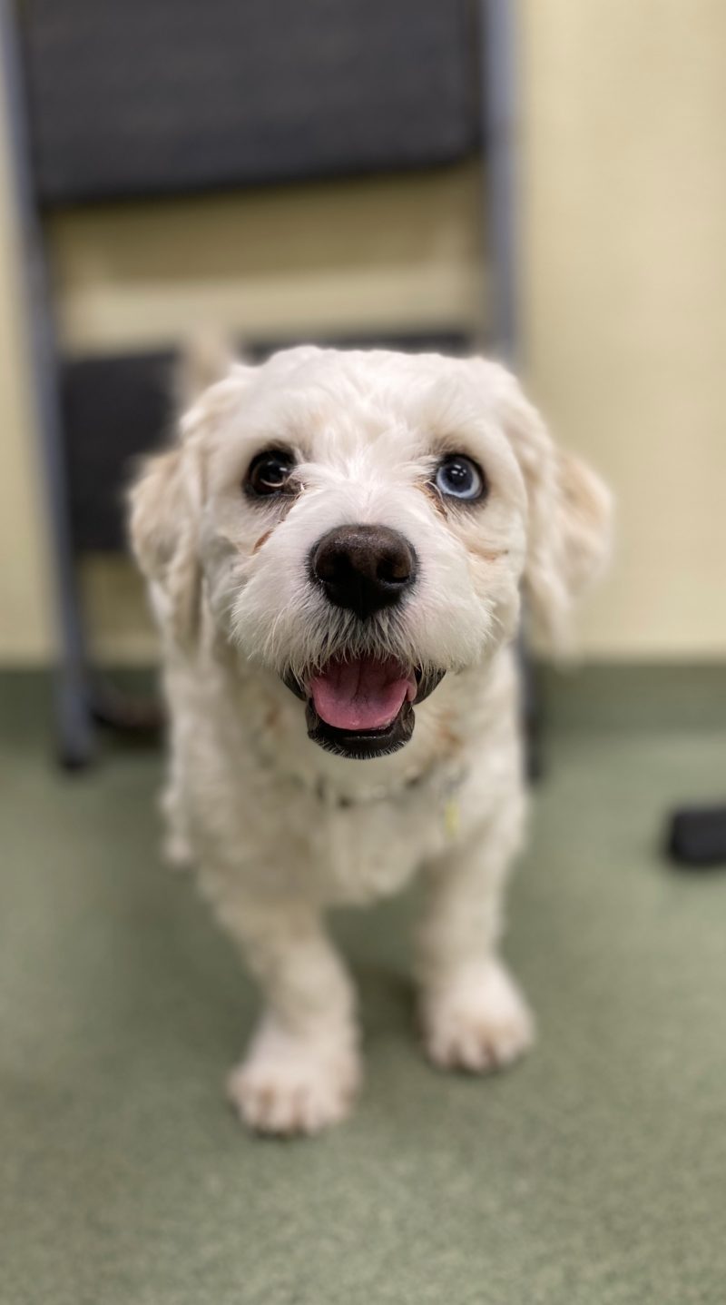 cute white puppy