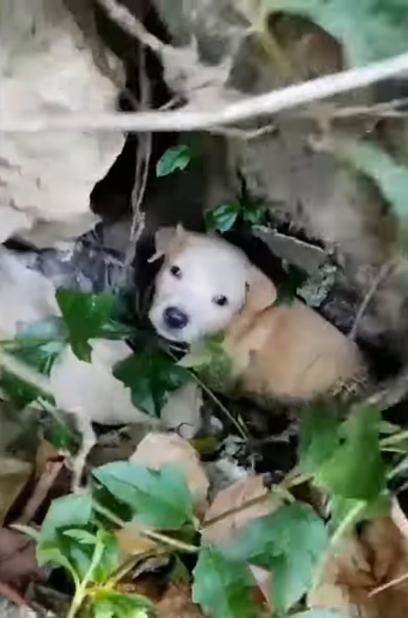 cute white puppy