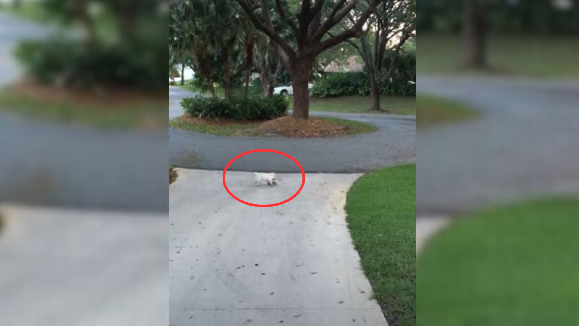 Owner Realized His Dog Was Trying To Grab Something Outside So He Went To Check It Out