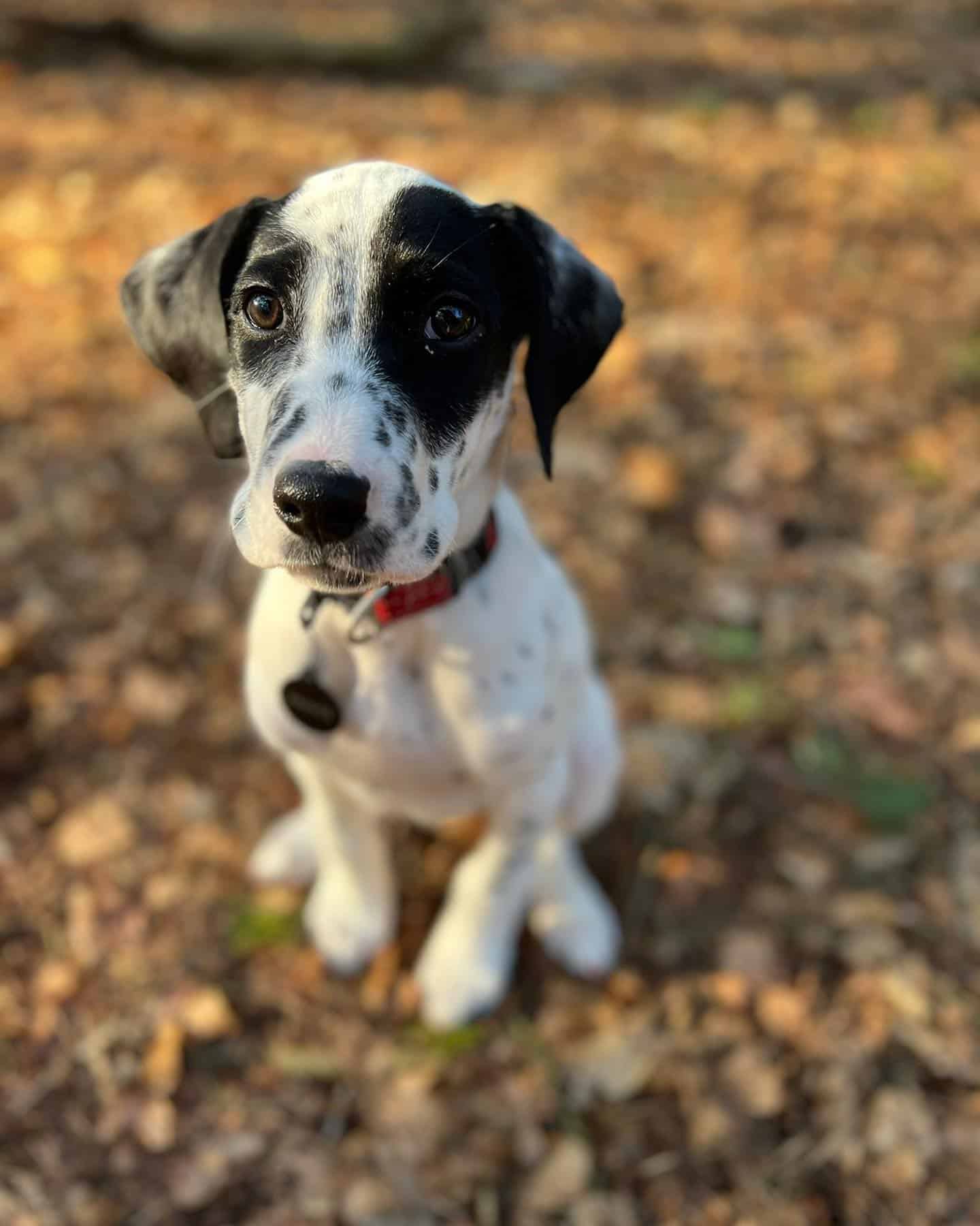 dalmador puppy sitting in leaves