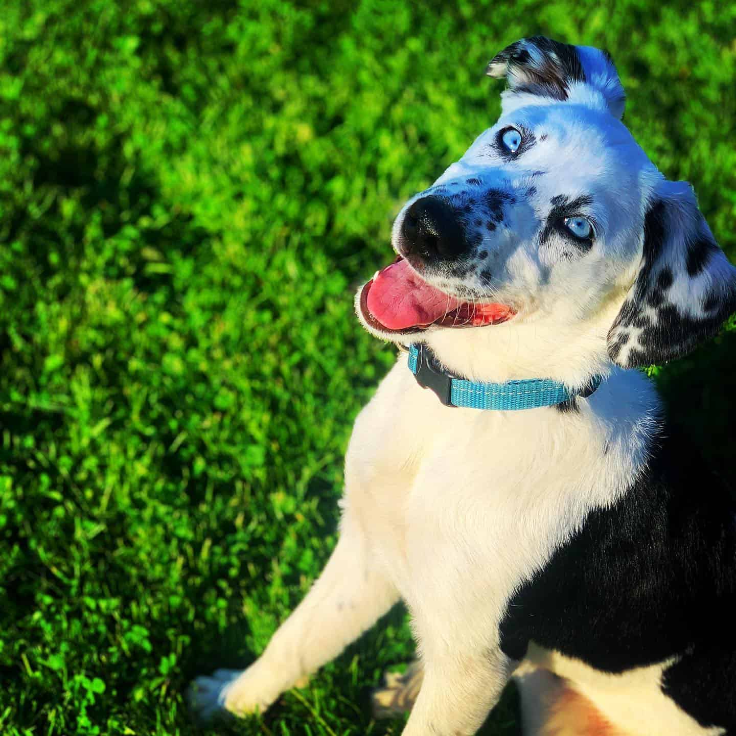 Dalmatian Bernese Mountain Dog Mix