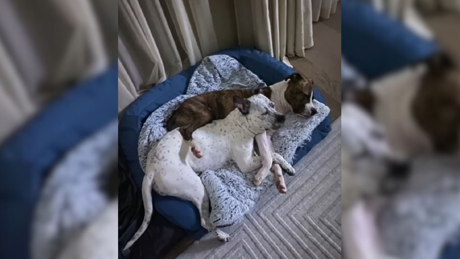 Deaf Pup Left At Shelter By Her Owner Now Has A New Home And The Best Dog Brother