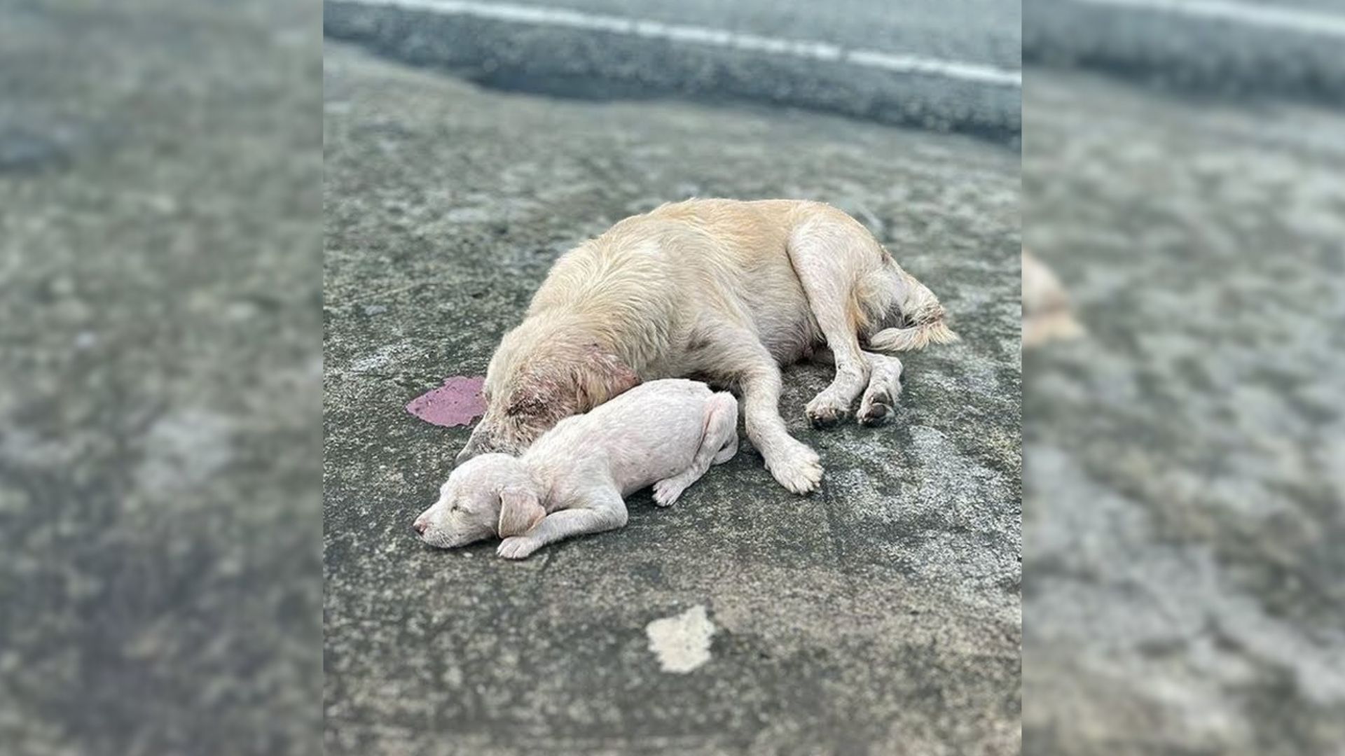 Kind Girls Noticed A Mama Dog And Her Puppy Sleeping On The Street So They Called For Help