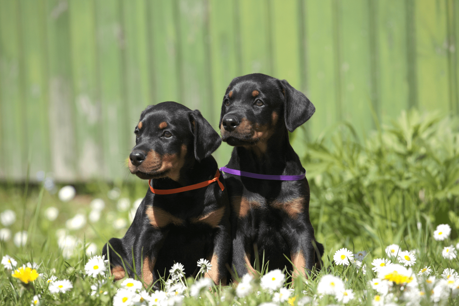 Doberman puppy sitting in the grass