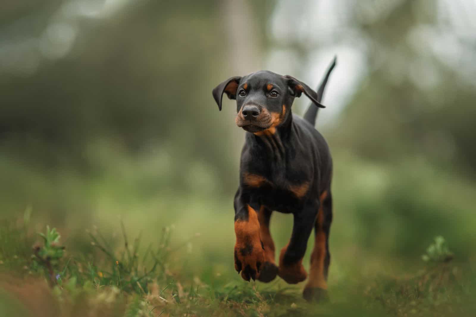 Doberman puppy walks in the field