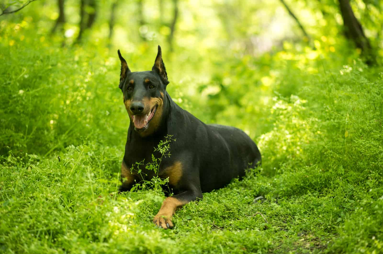 Doberman Shepherd