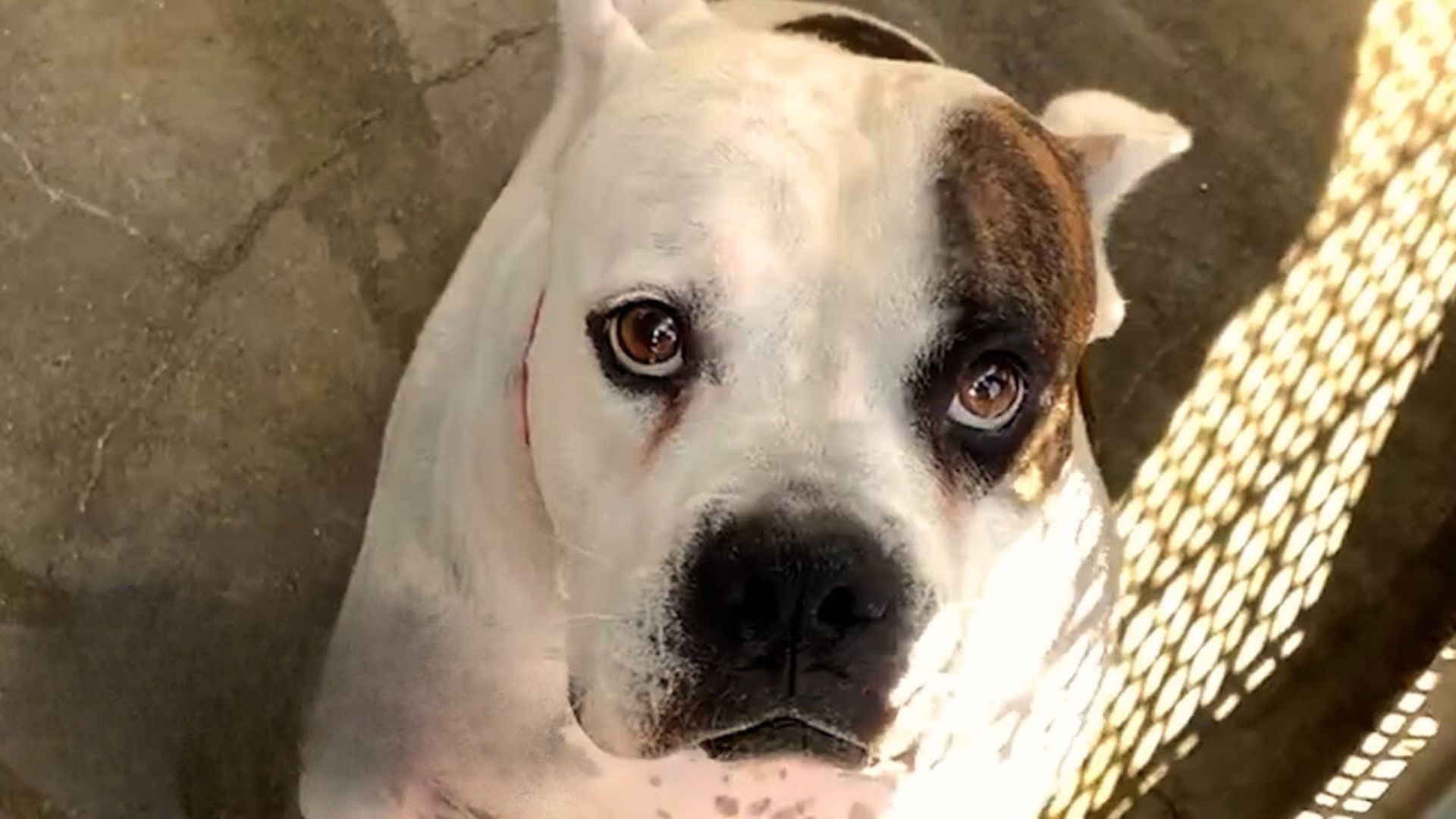 Dog Left At Shelter Escapes Euthanasia At The Very Last Minute And Gets A Second Chance