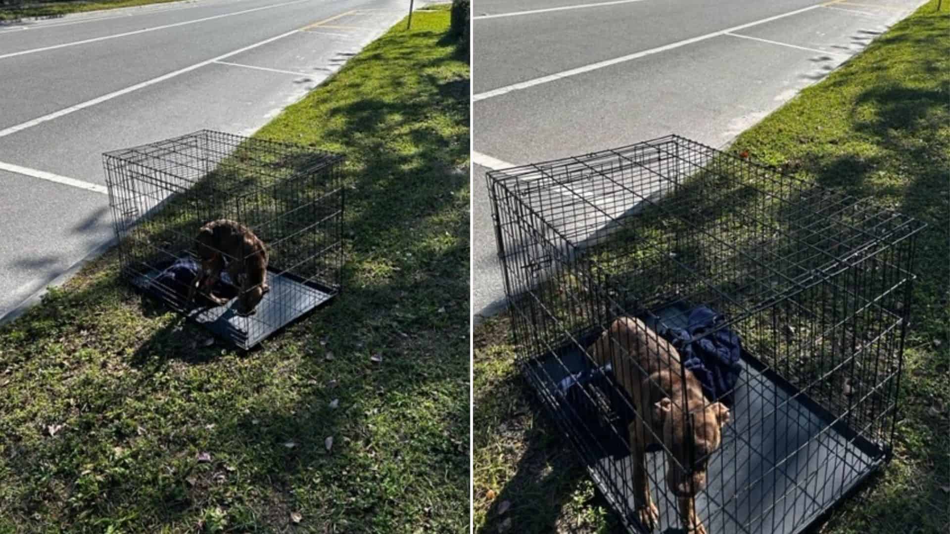 Rescuers Rush To Help The Sweet Dog Abandoned In A Small Cage And Left Exposed To Heat