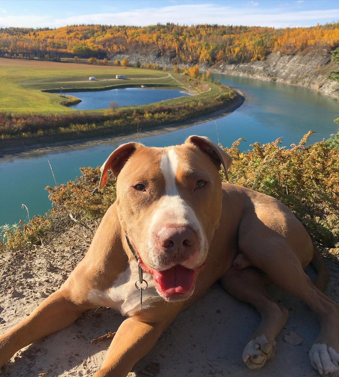 dog and beautiful seesight behind