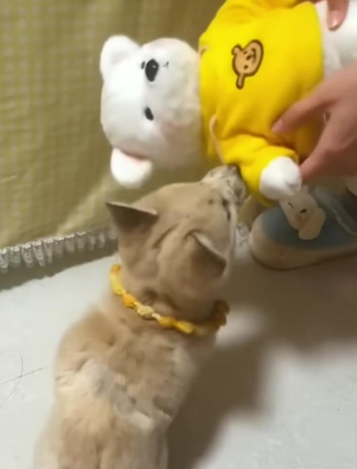 dog and cleaned teddy bear