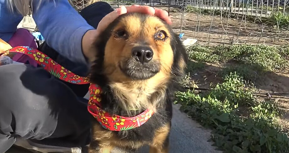 dog and owner petting it