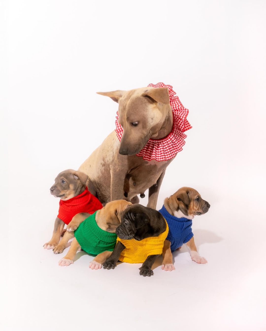 Dog and puppies in clothes