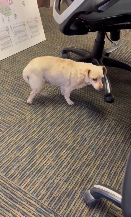 dog and two chairs