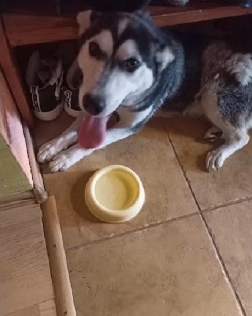 dog and water bowl