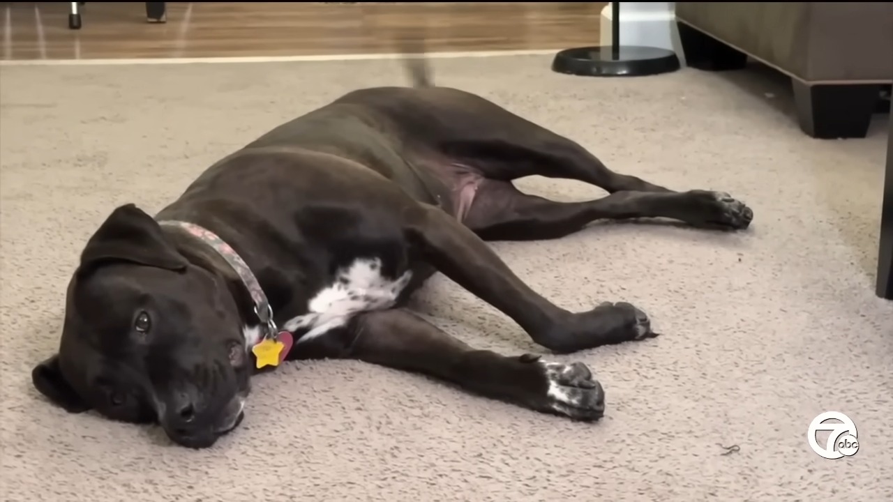 dog at daycare