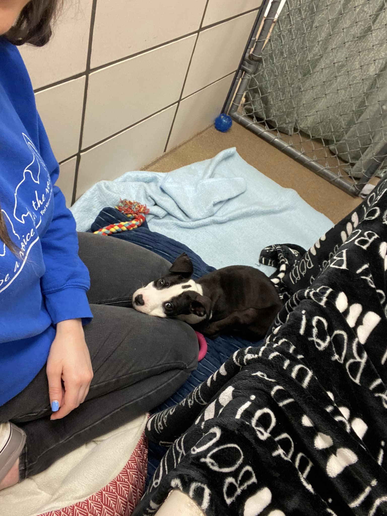 dog at the shelter with female