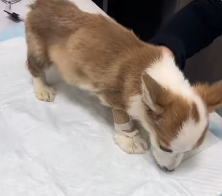 dog at vet clinic