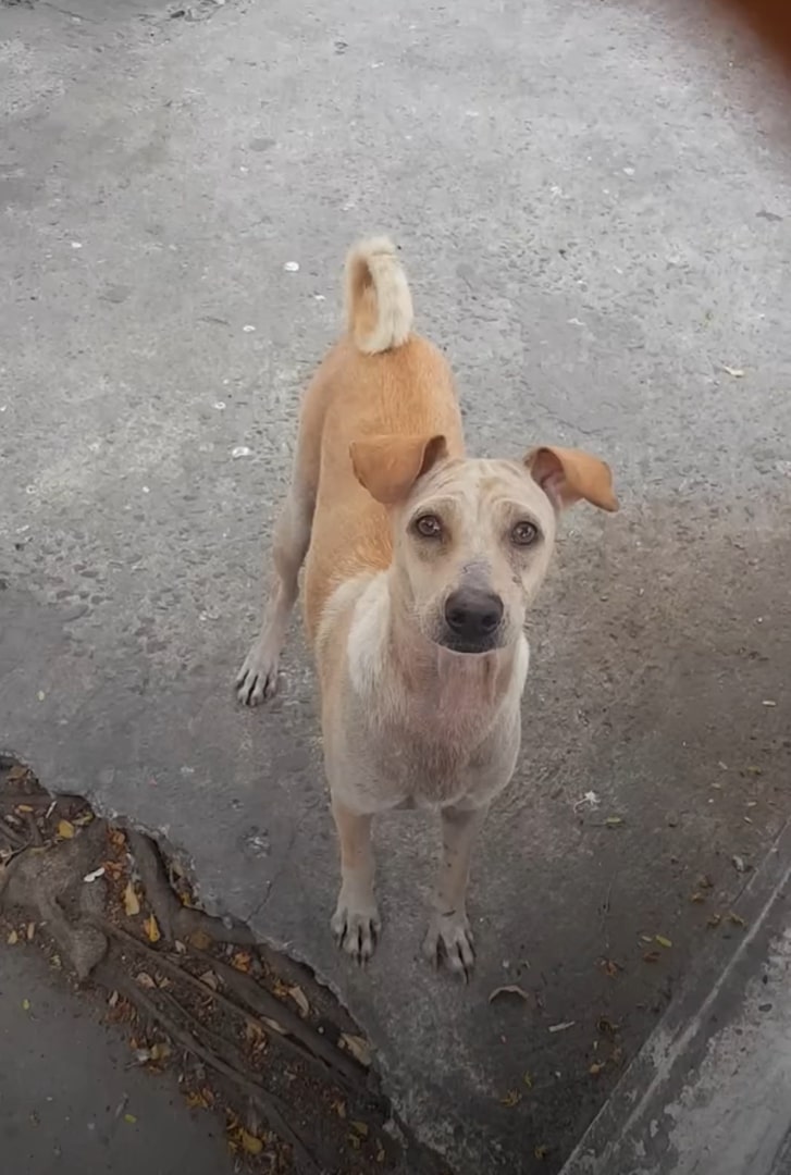 dog begging for food