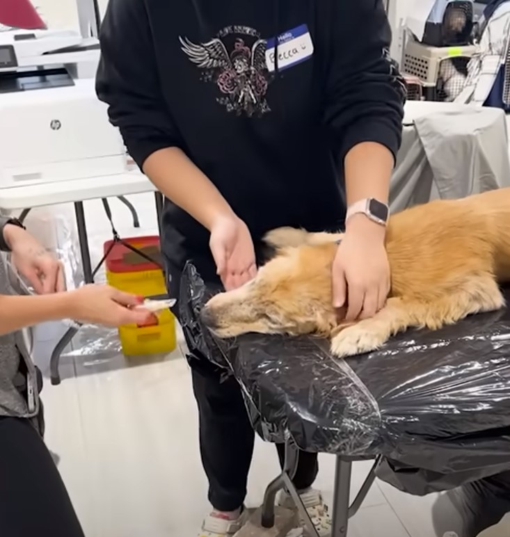 dog being groomed