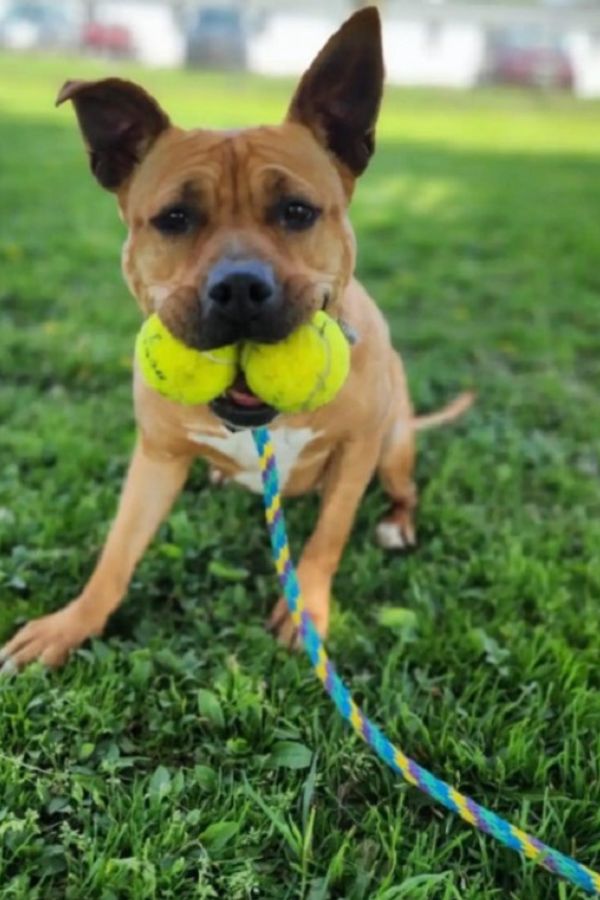 dog carrying two tennis balls in its mouth