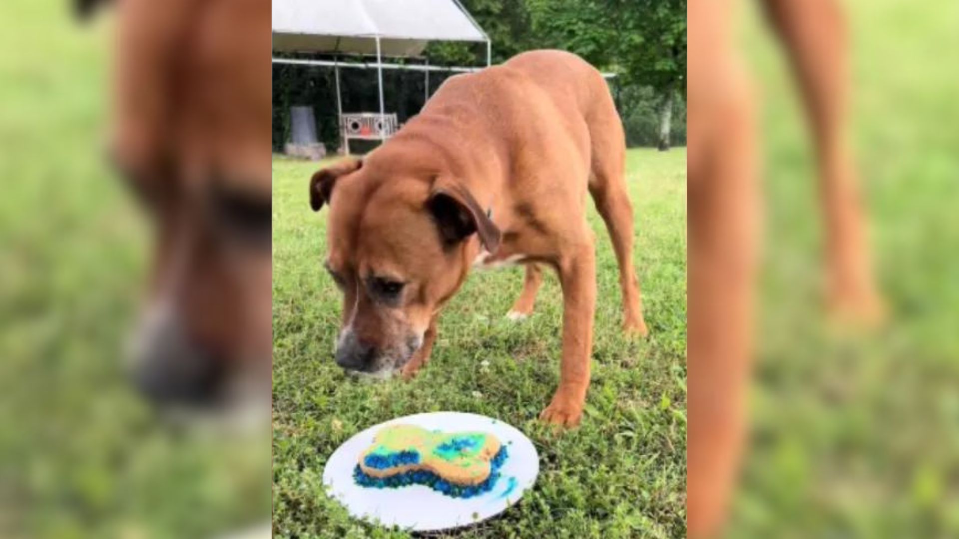 Dog Celebrated His First Shelter Birthday And Had Only One Wish, It Has Not Yet Come True