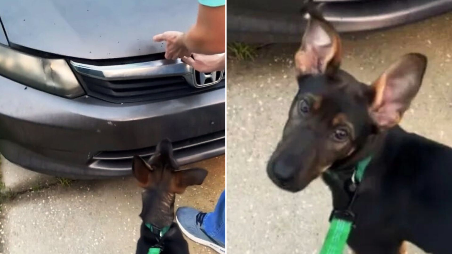 Witness How This Smart Tried To Warn His Owner That Something Was Inside The Car