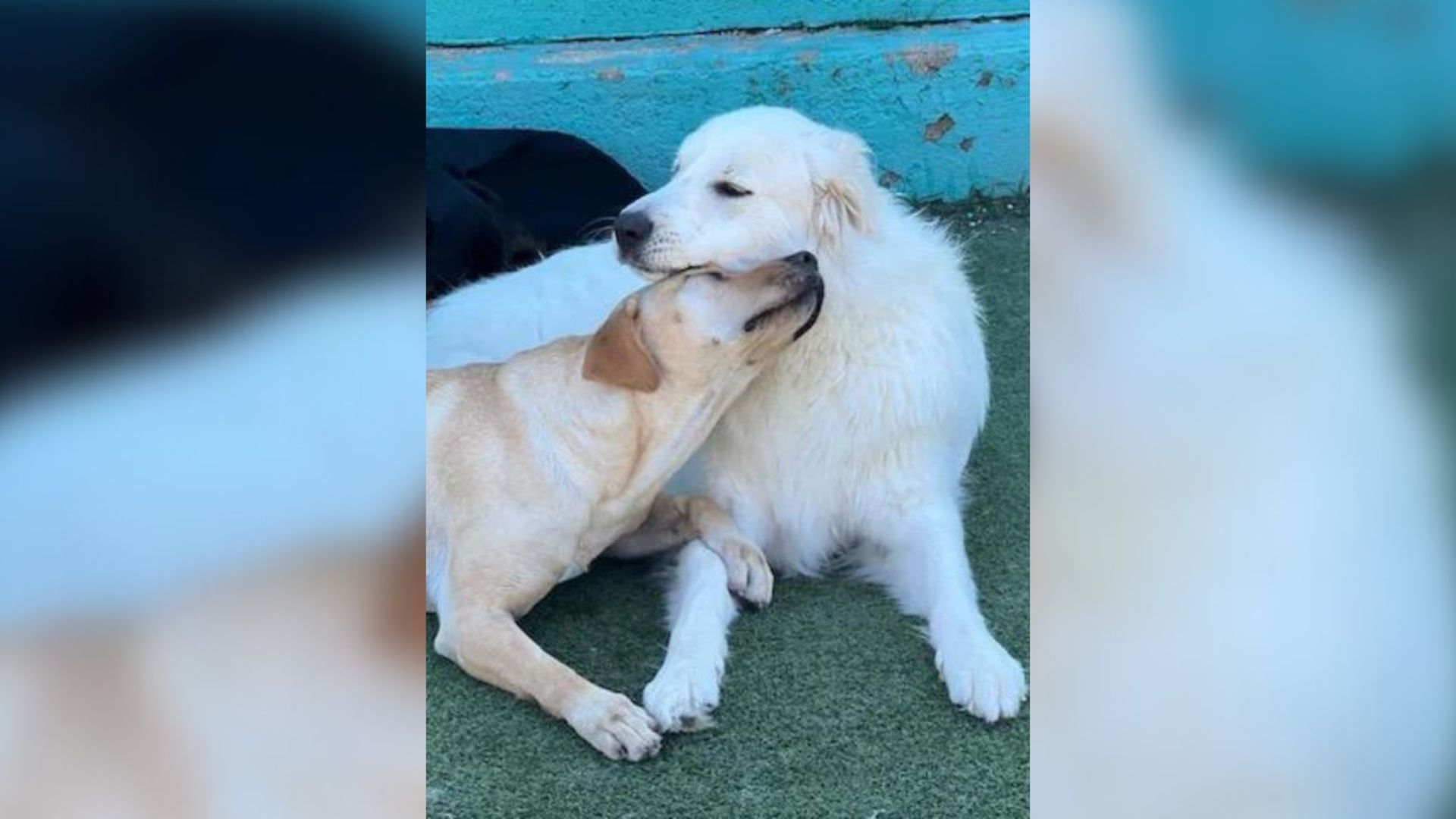 Dog Didn’t Want To Leave Daycare Because Of The Most Wonderful Reason