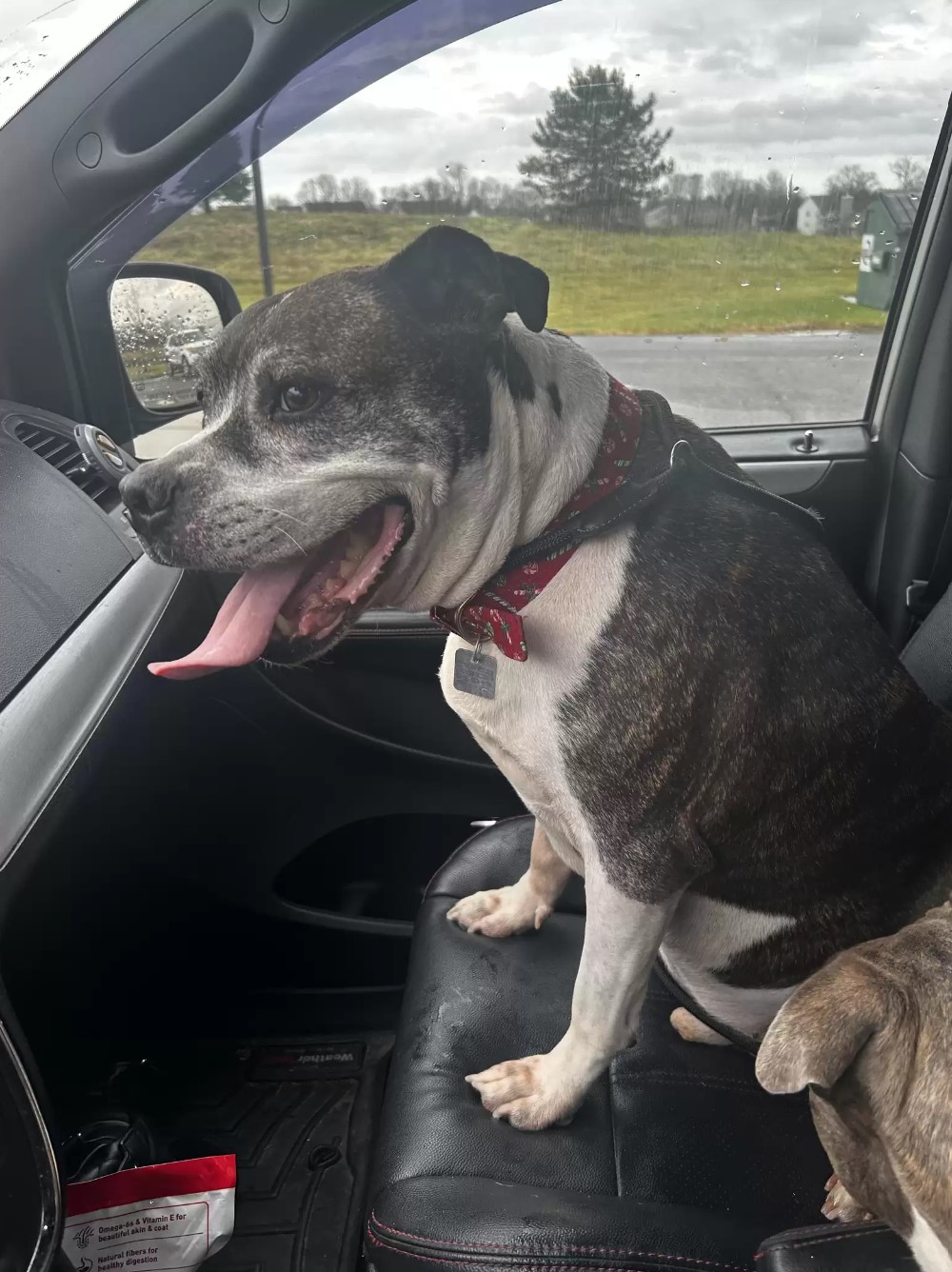 dog driving in the car