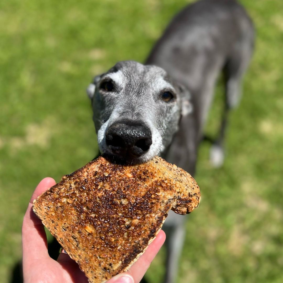 dog eating a piece of bread