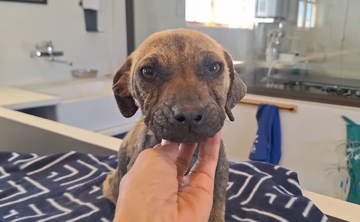 dog enjoying scratching