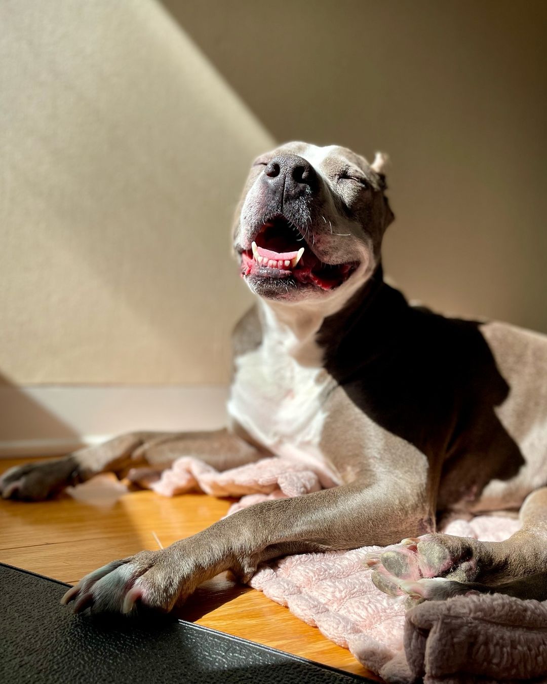 dog enjoying th rays of sun