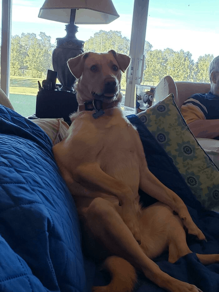 dog funny sitting on sofa