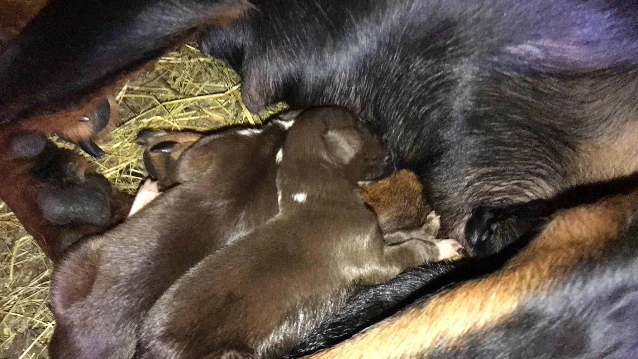 dog gave birth