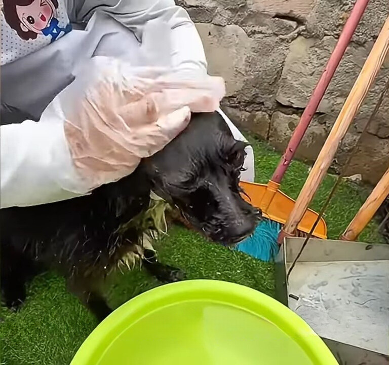 dog getting cleaned